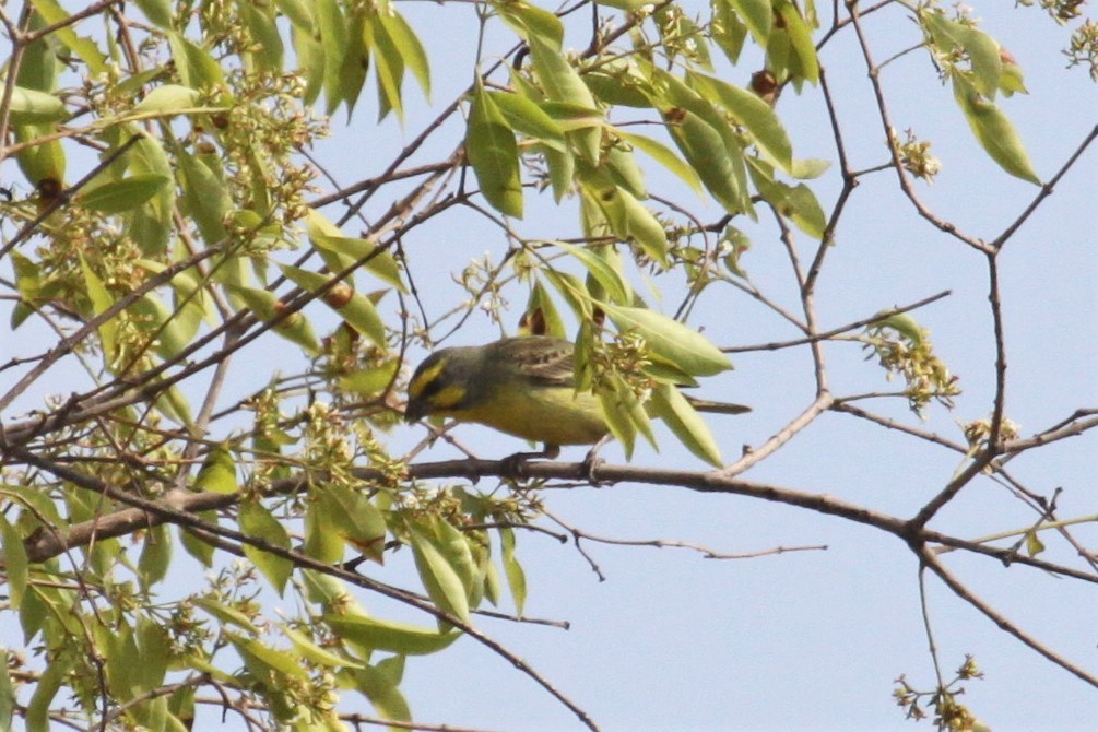 Serin du Mozambique - ML547000111