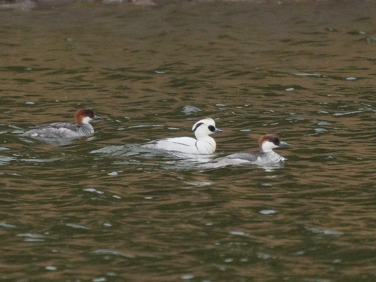 Smew - ML547000311