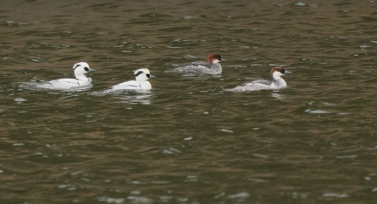Smew - ML547000321