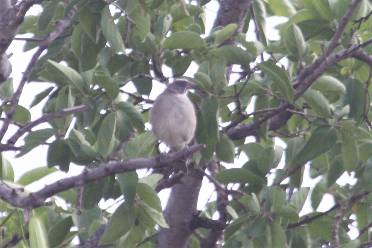 Streaky-headed Seedeater - ML547000341