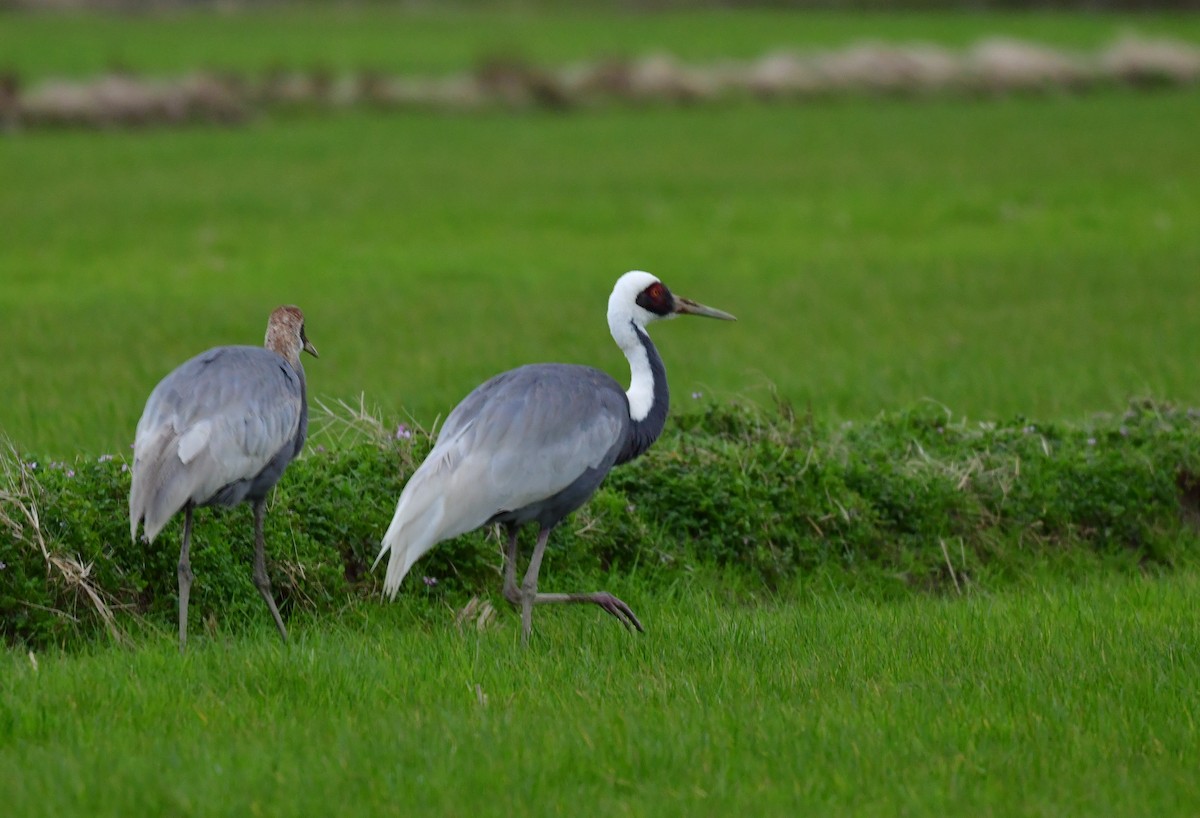White-naped Crane - ML547000911