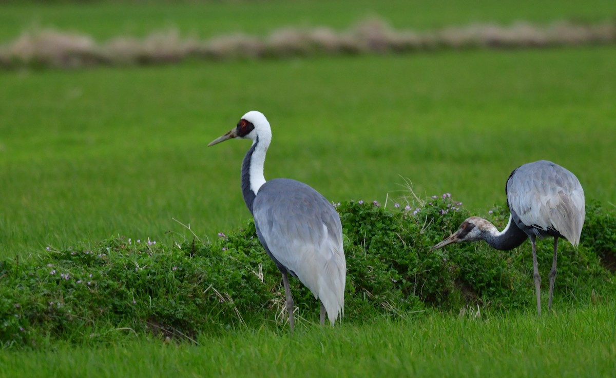 White-naped Crane - ML547000921