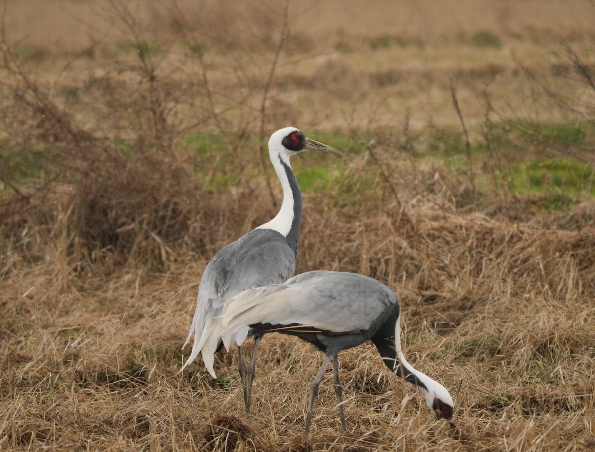 White-naped Crane - ML547000931