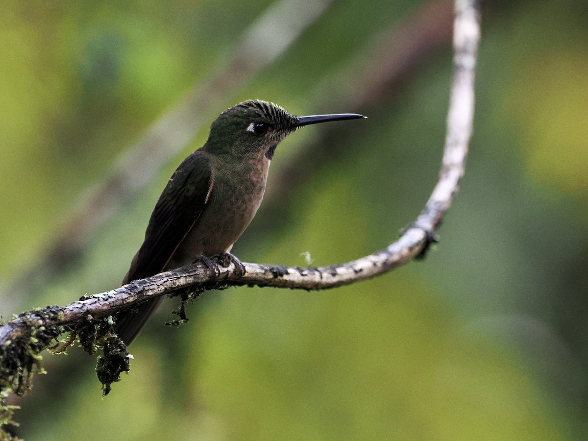 kolibřík hnědobřichý - ML547000971