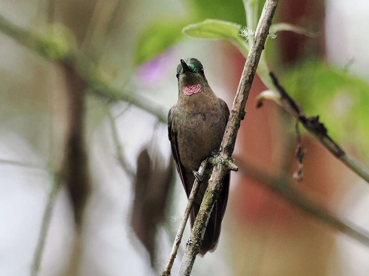 kolibřík hnědobřichý - ML547000981