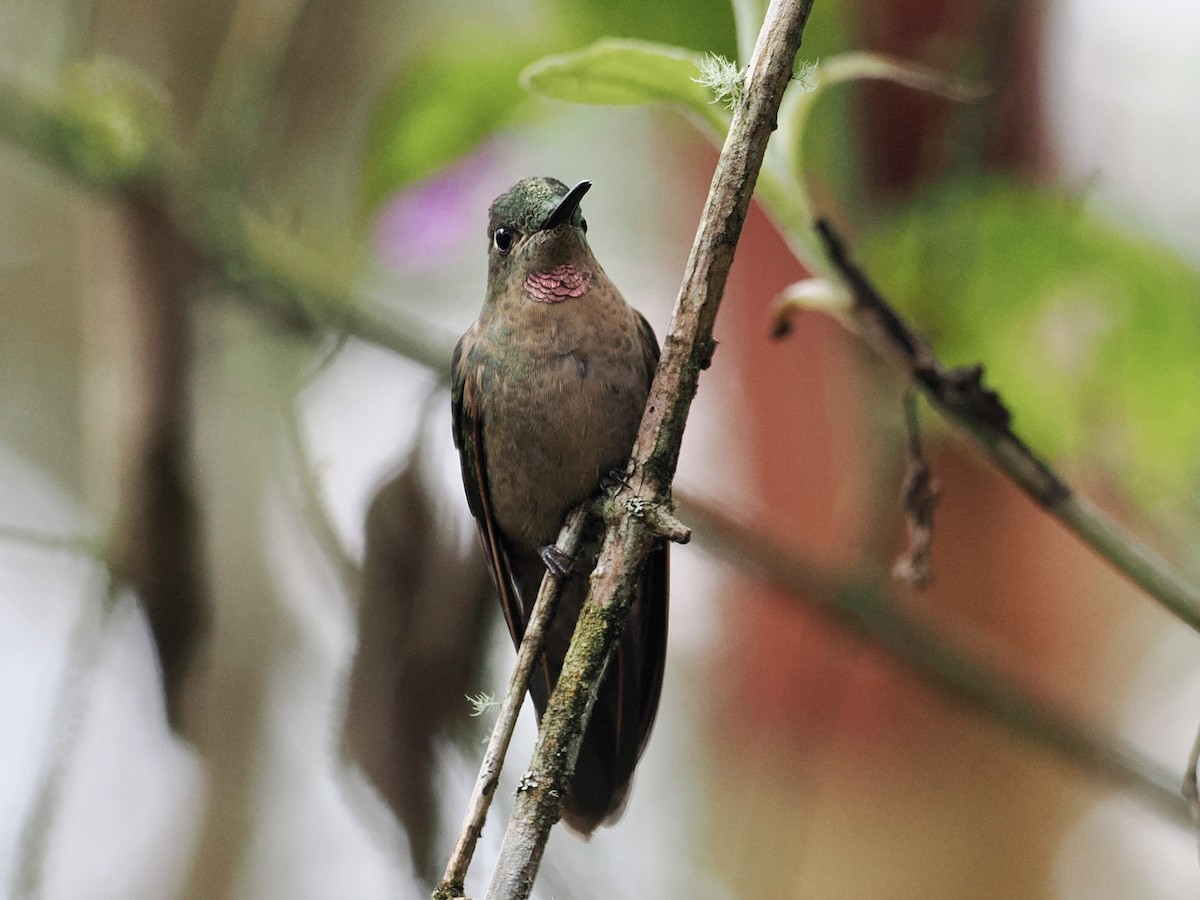 kolibřík hnědobřichý - ML547000991