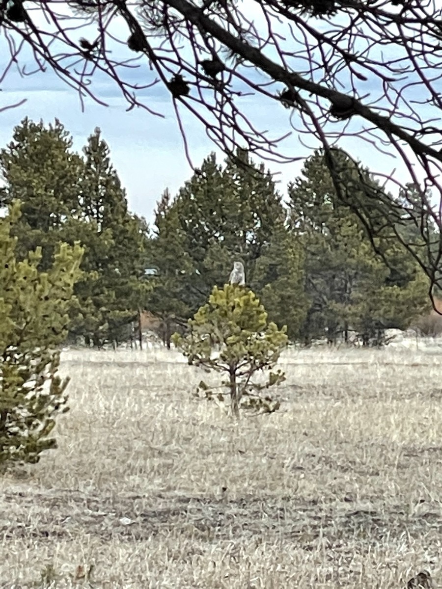 Great Gray Owl - ML547002211