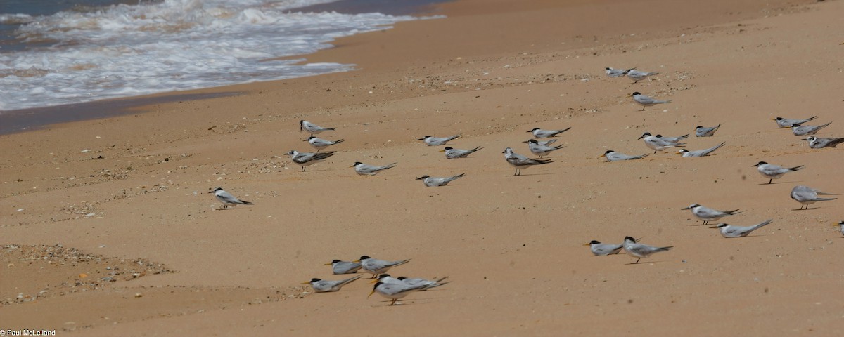White-winged Tern - ML547002961