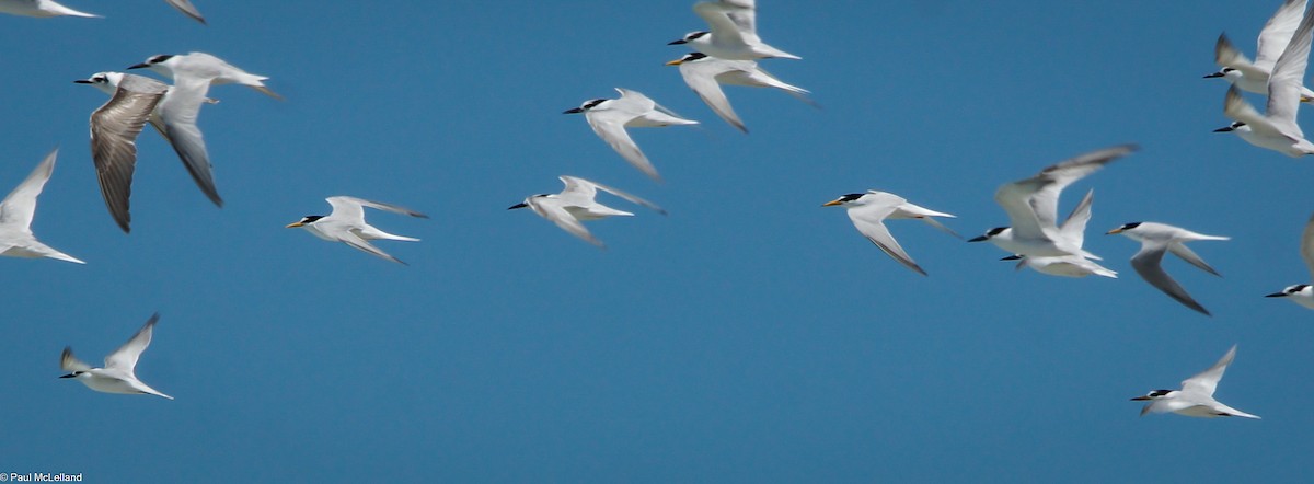 White-winged Tern - ML547003061