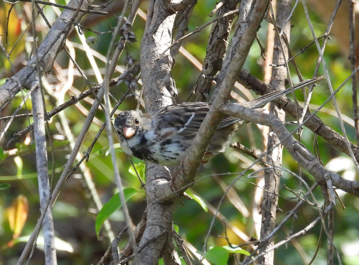 Harris's Sparrow - ML547004211