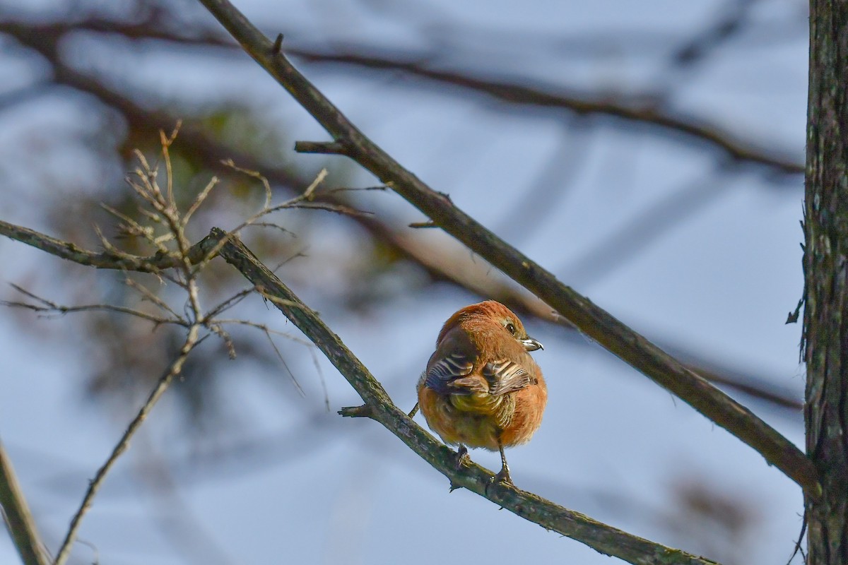 Bull-headed Shrike - ML547004341