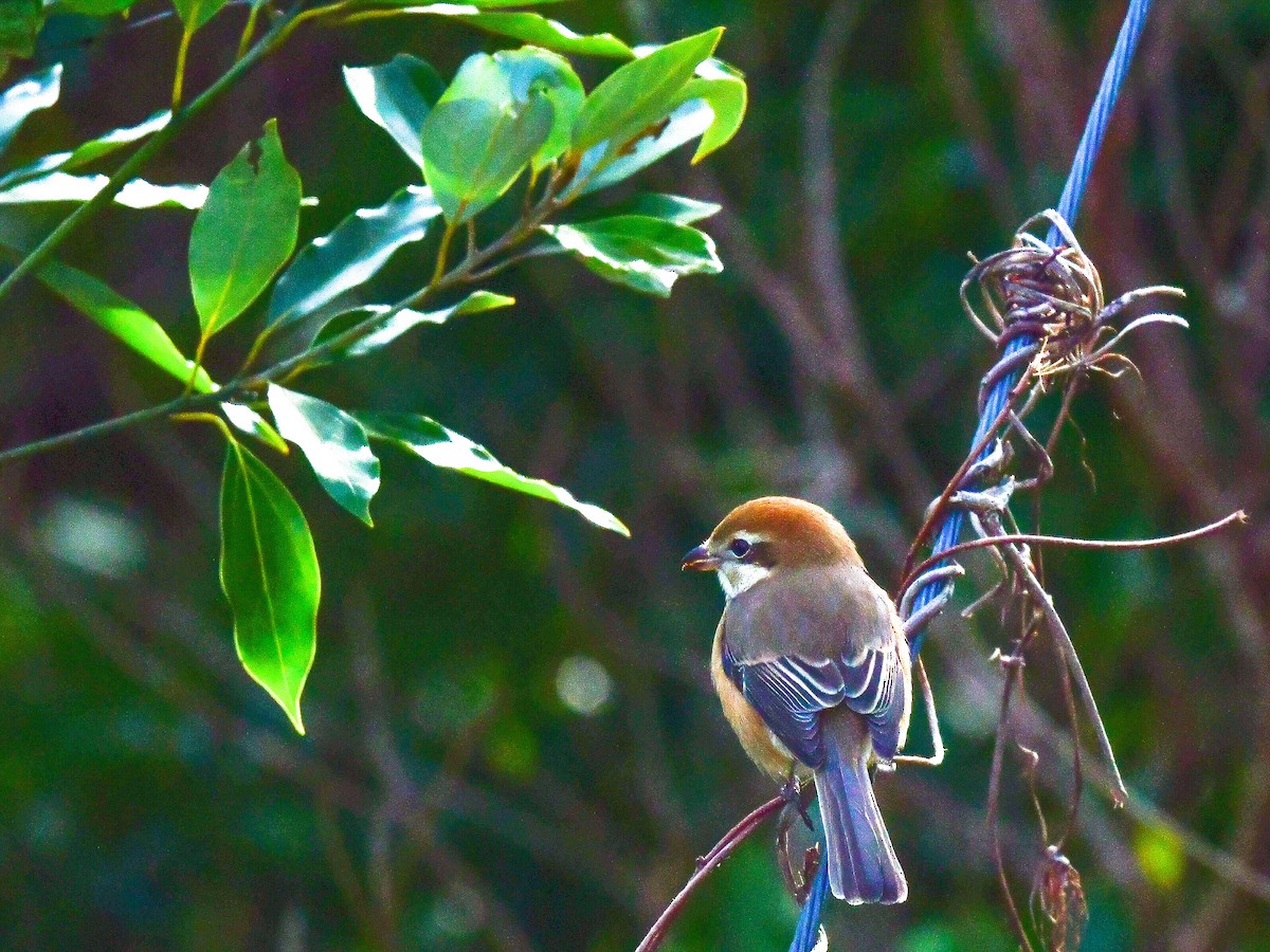 Bull-headed Shrike - ML547004351