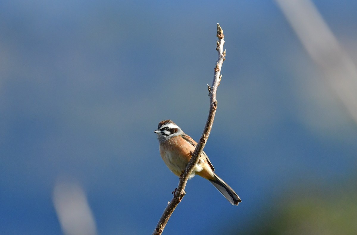 Meadow Bunting - ML547004501