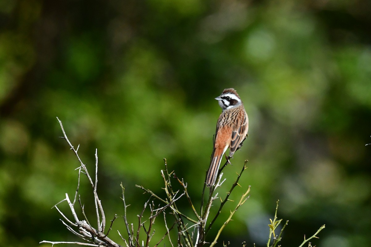 Meadow Bunting - ML547004511