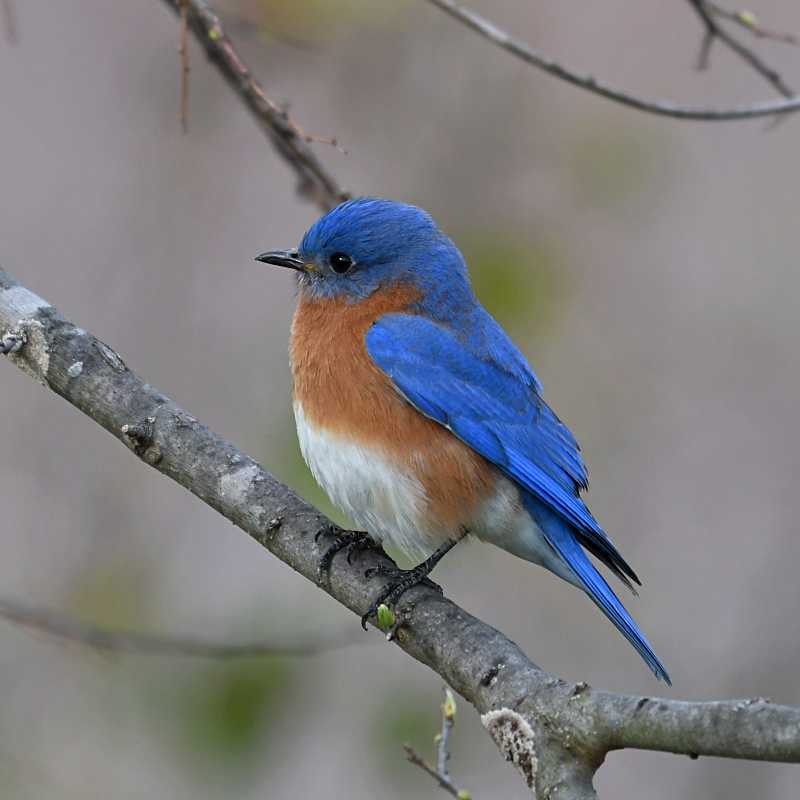 Eastern Bluebird - ML547004751