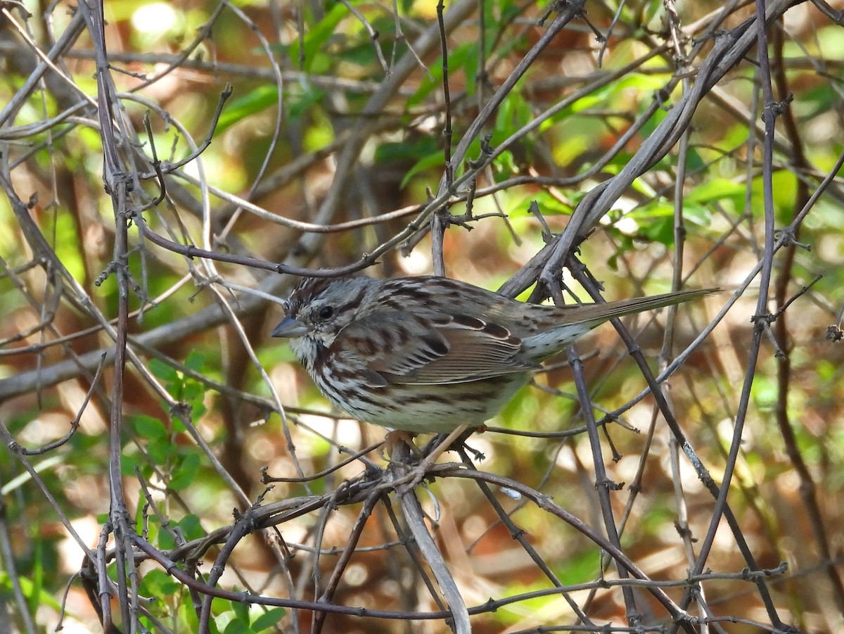 Song Sparrow - ML547005011