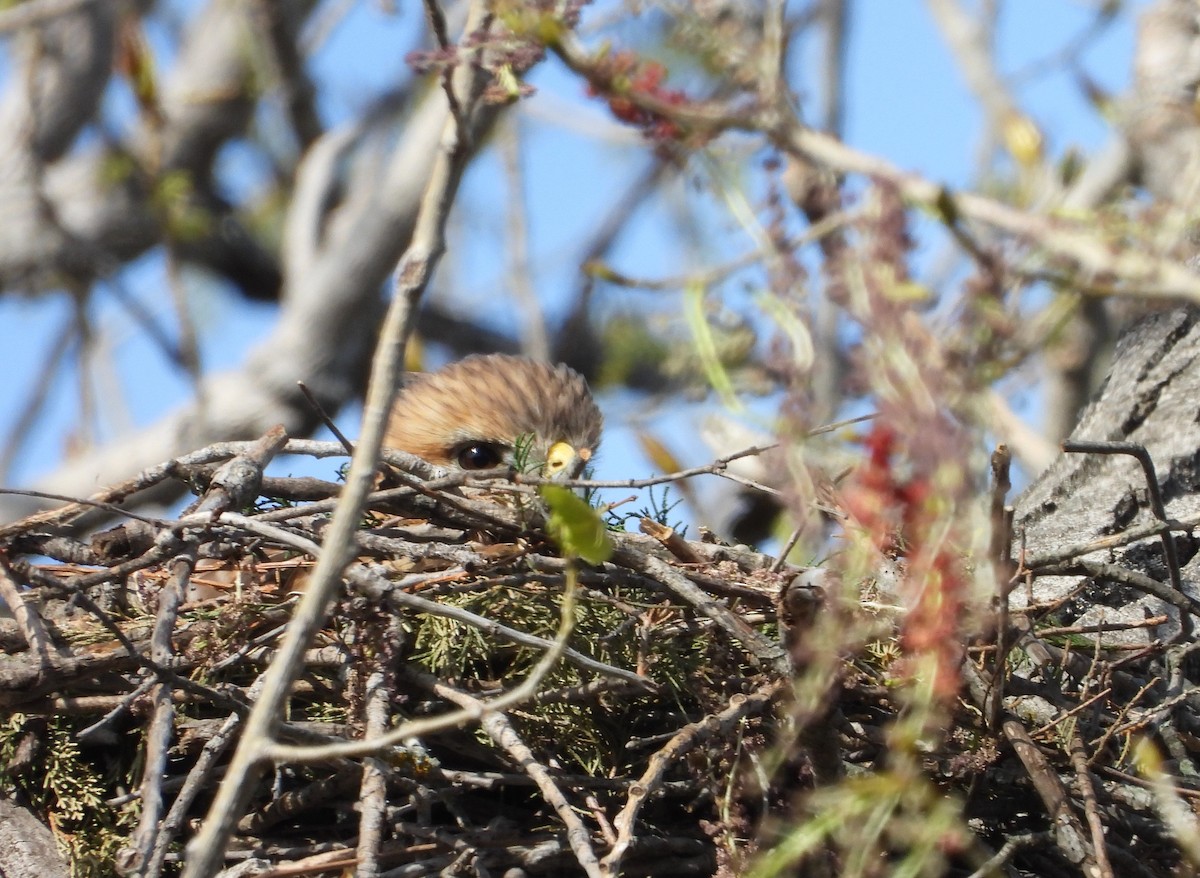 Red-shouldered Hawk - ML547005141