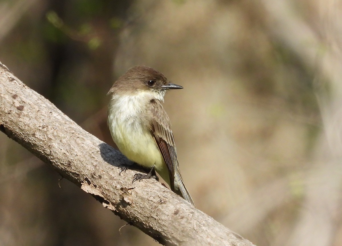 Eastern Phoebe - ML547005311