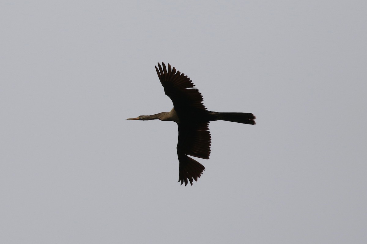 Anhinga Americana - ML54700551