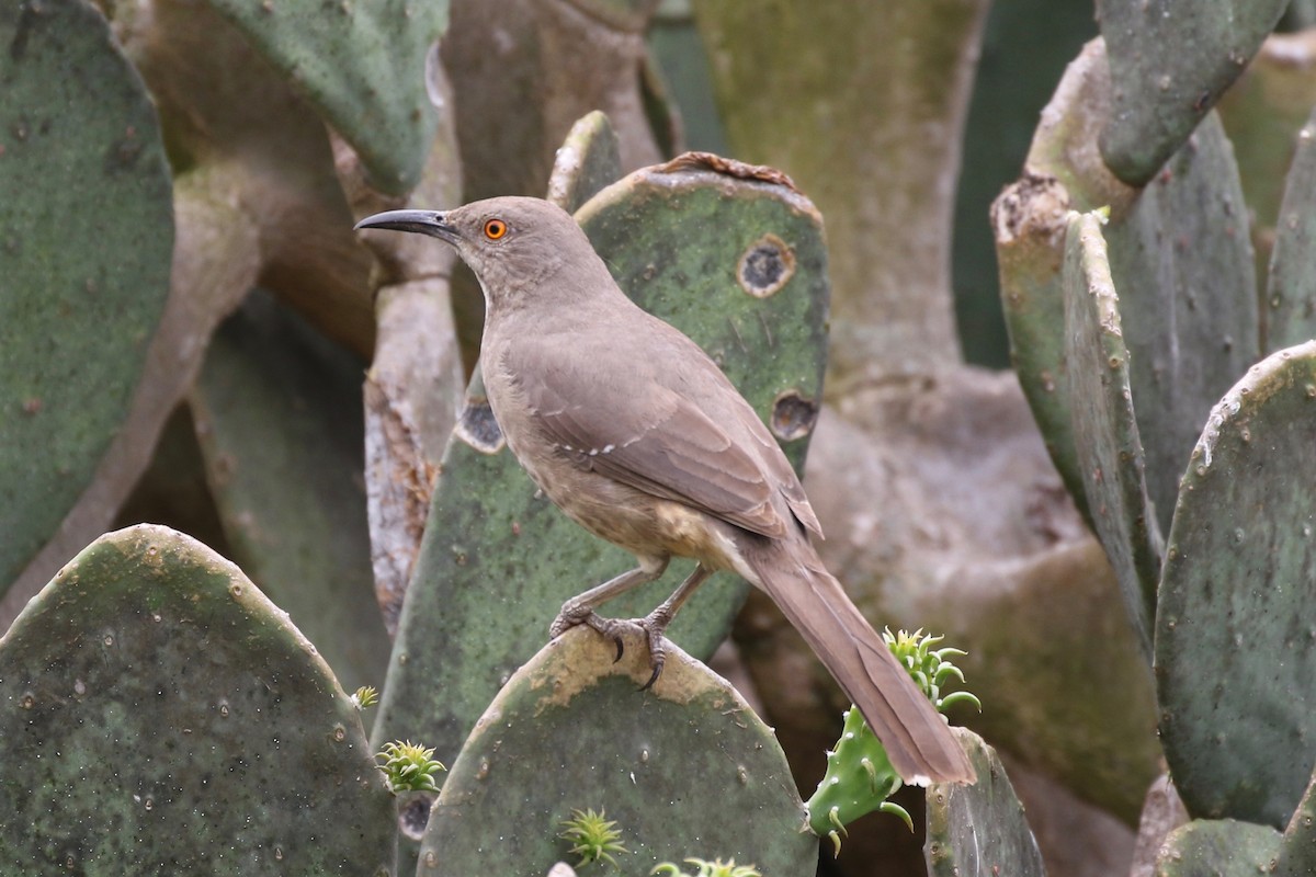 Curve-billed Thrasher - ML54700651