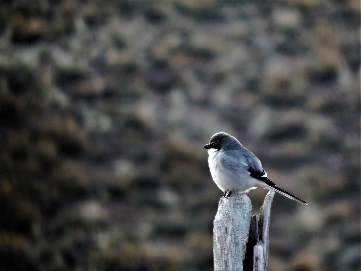 Loggerhead Shrike - ML54700671