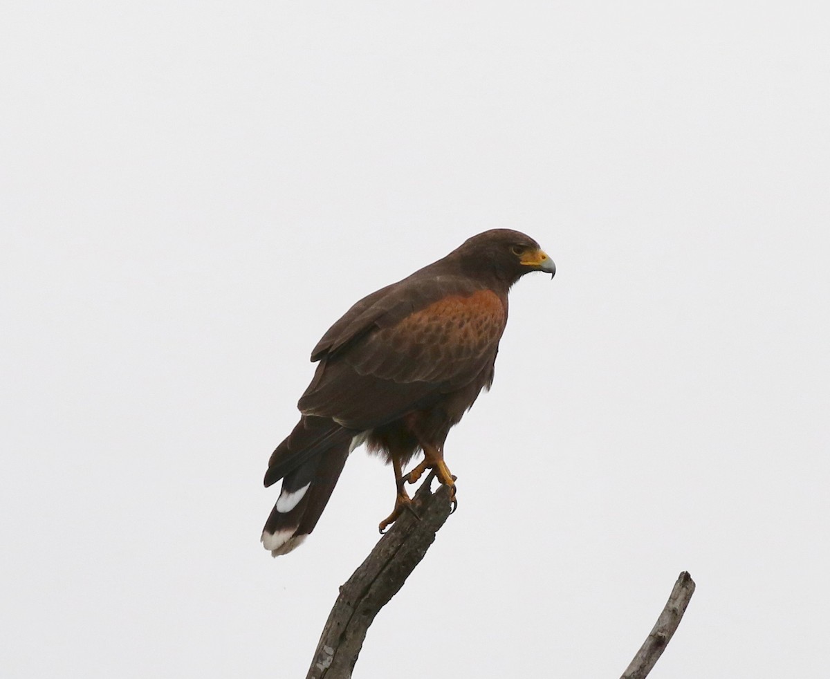 Harris's Hawk - ML54700681