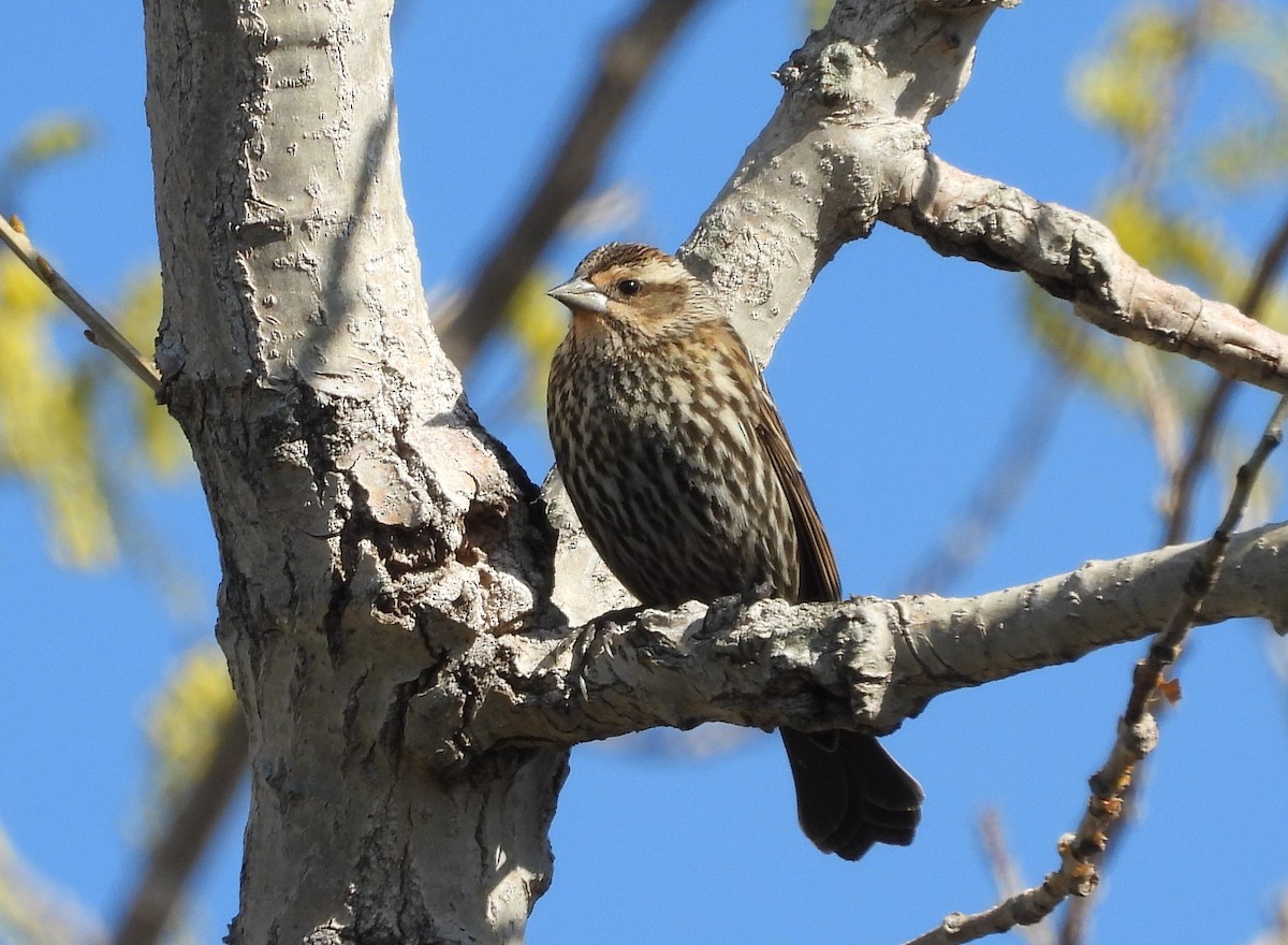 Red-winged Blackbird - ML547006951
