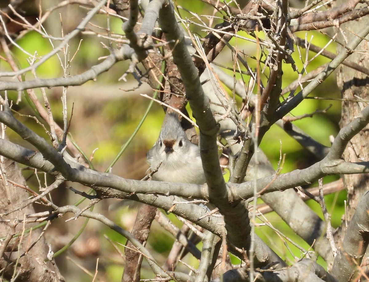 Tufted x Black-crested Titmouse (hybrid) - ML547007311