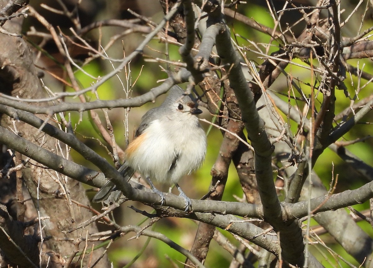 Tufted x Black-crested Titmouse (hybrid) - ML547007491