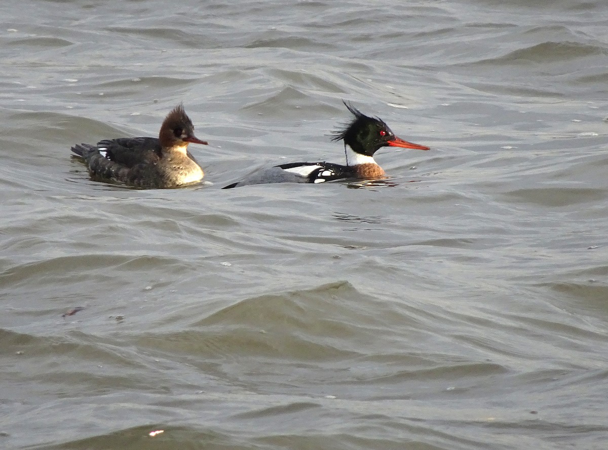 Red-breasted Merganser - ML54700781