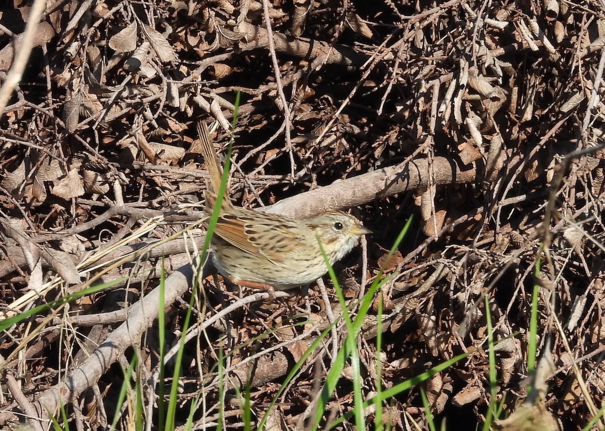 Lincoln's Sparrow - ML547007991