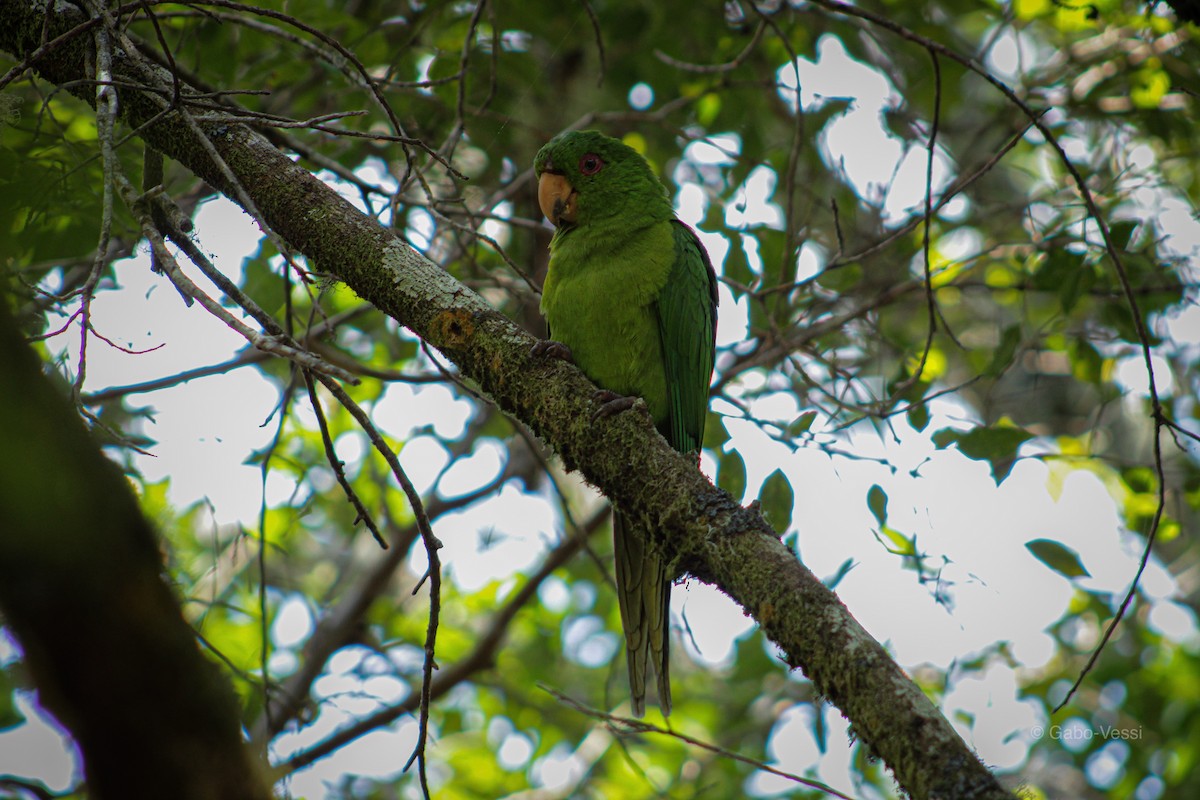 Aratinga de Isla Socorro - ML547008781