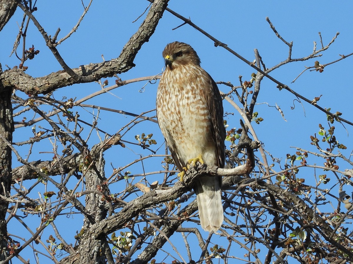 Red-shouldered Hawk - ML547008871