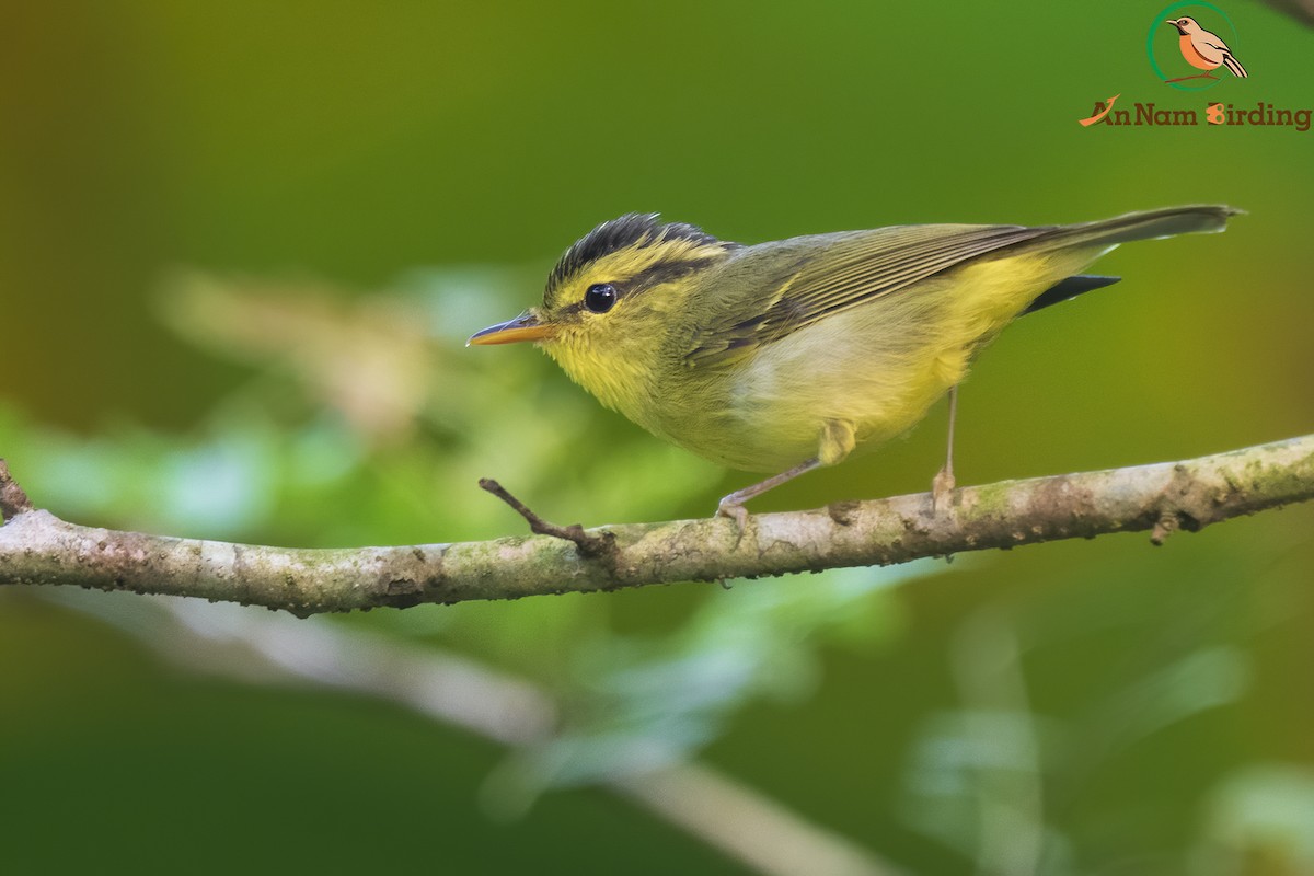 Limestone Leaf Warbler - ML547009911