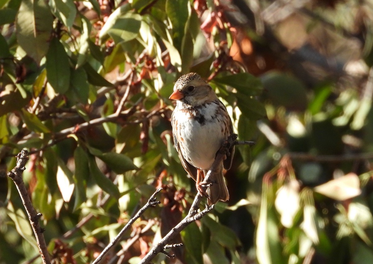 Harris's Sparrow - ML547010081