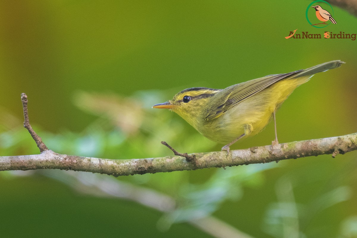 Limestone Leaf Warbler - ML547010151