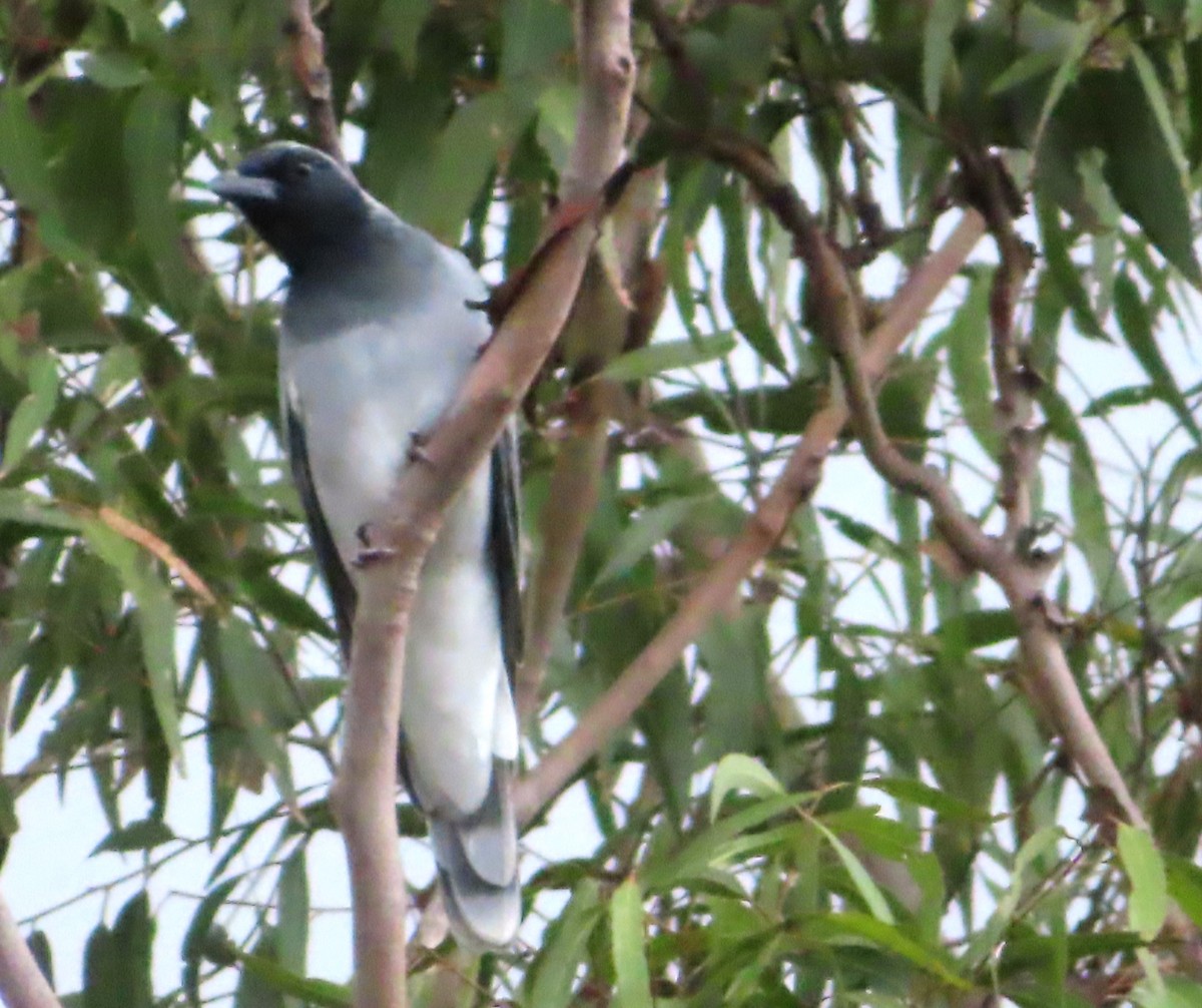 Black-faced Cuckooshrike - ML547010491