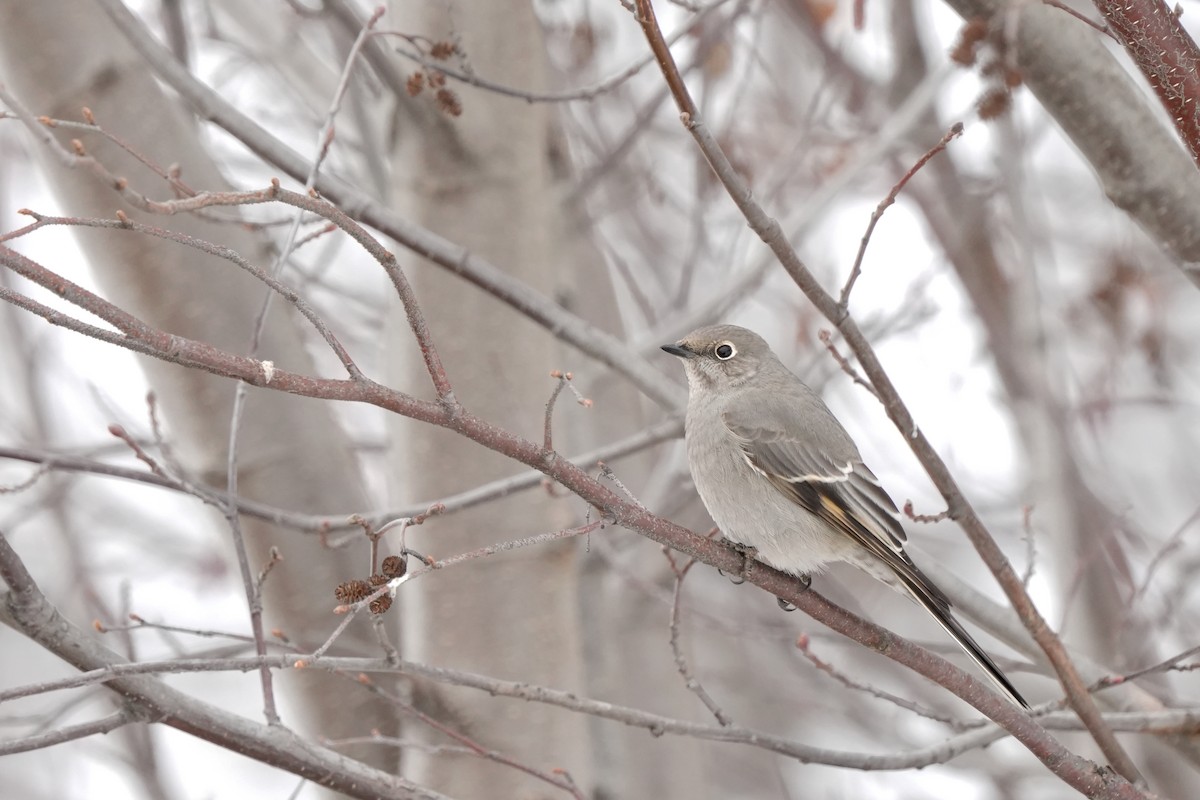 Townsend's Solitaire - ML547010701