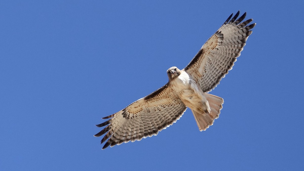 Red-tailed Hawk - ML547010891