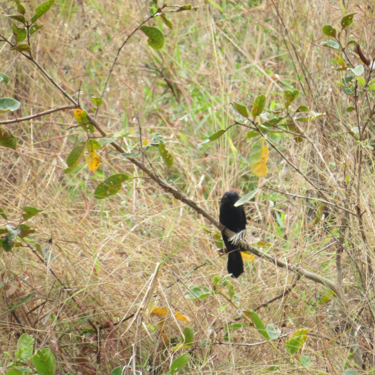 Groove-billed Ani - ML547011401