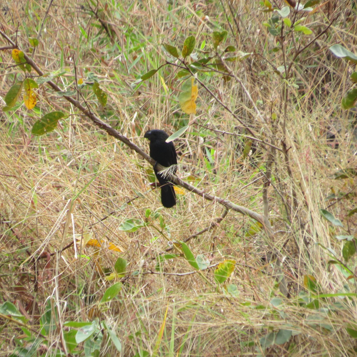 Groove-billed Ani - ML547011411