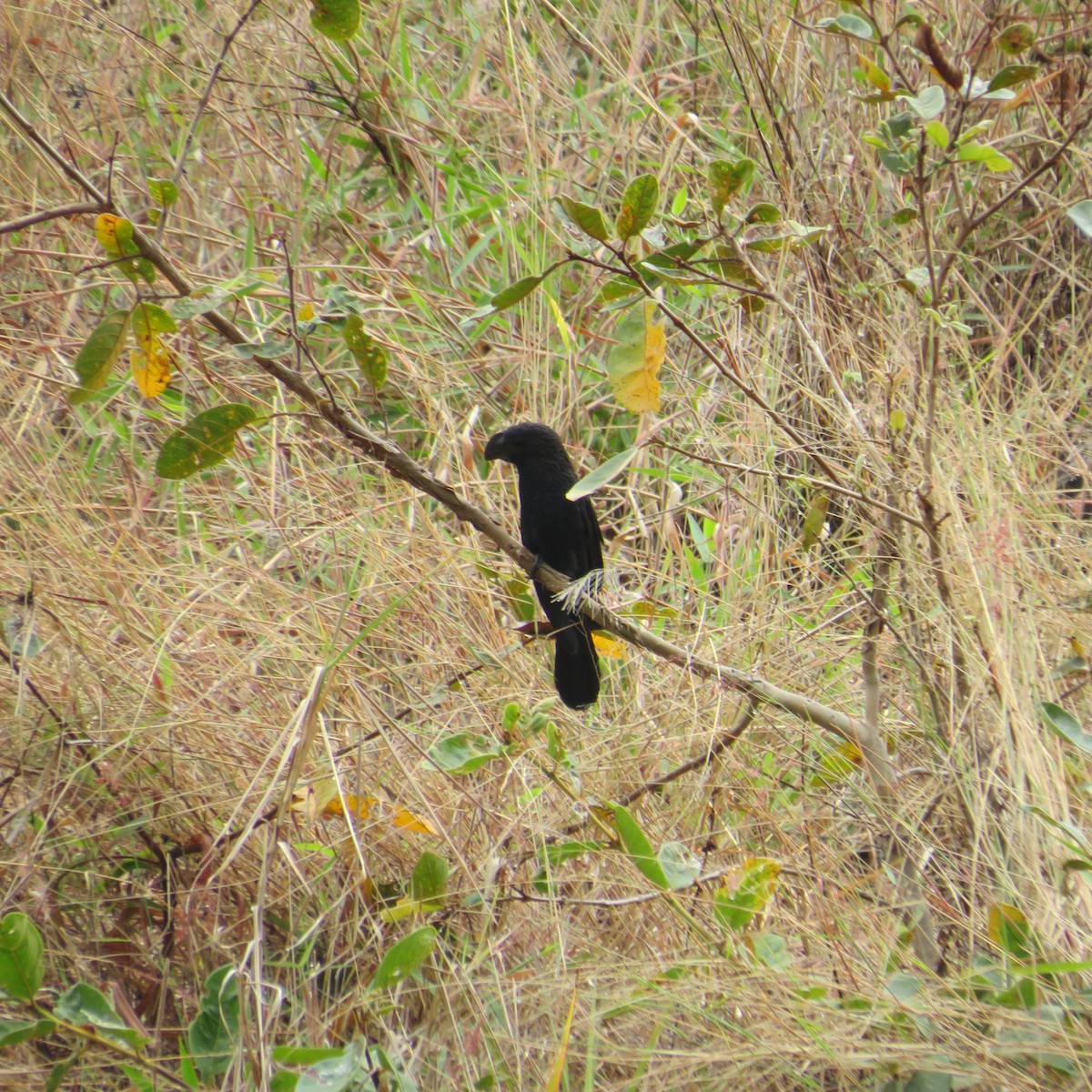 Groove-billed Ani - ML547011421