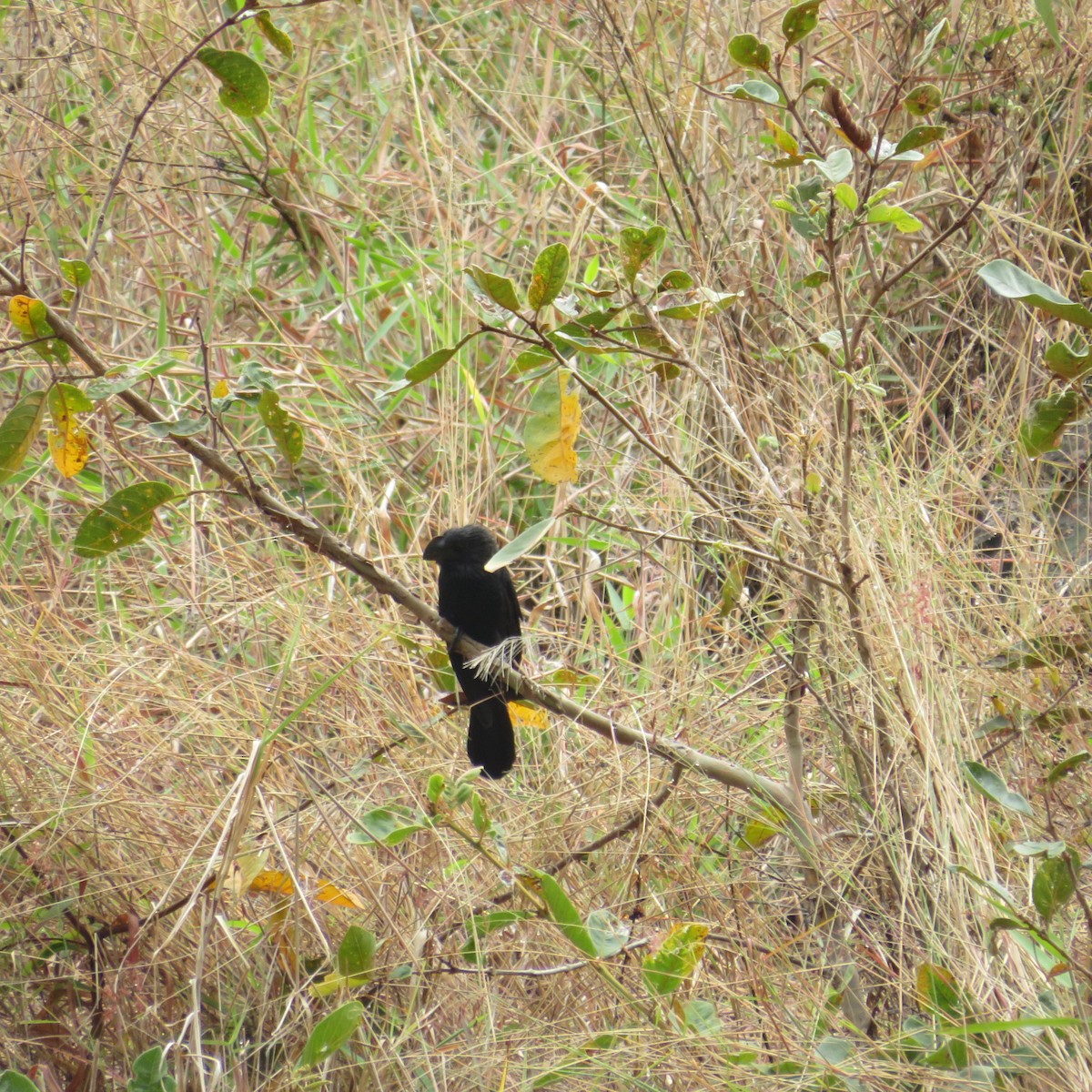 Groove-billed Ani - ML547011431