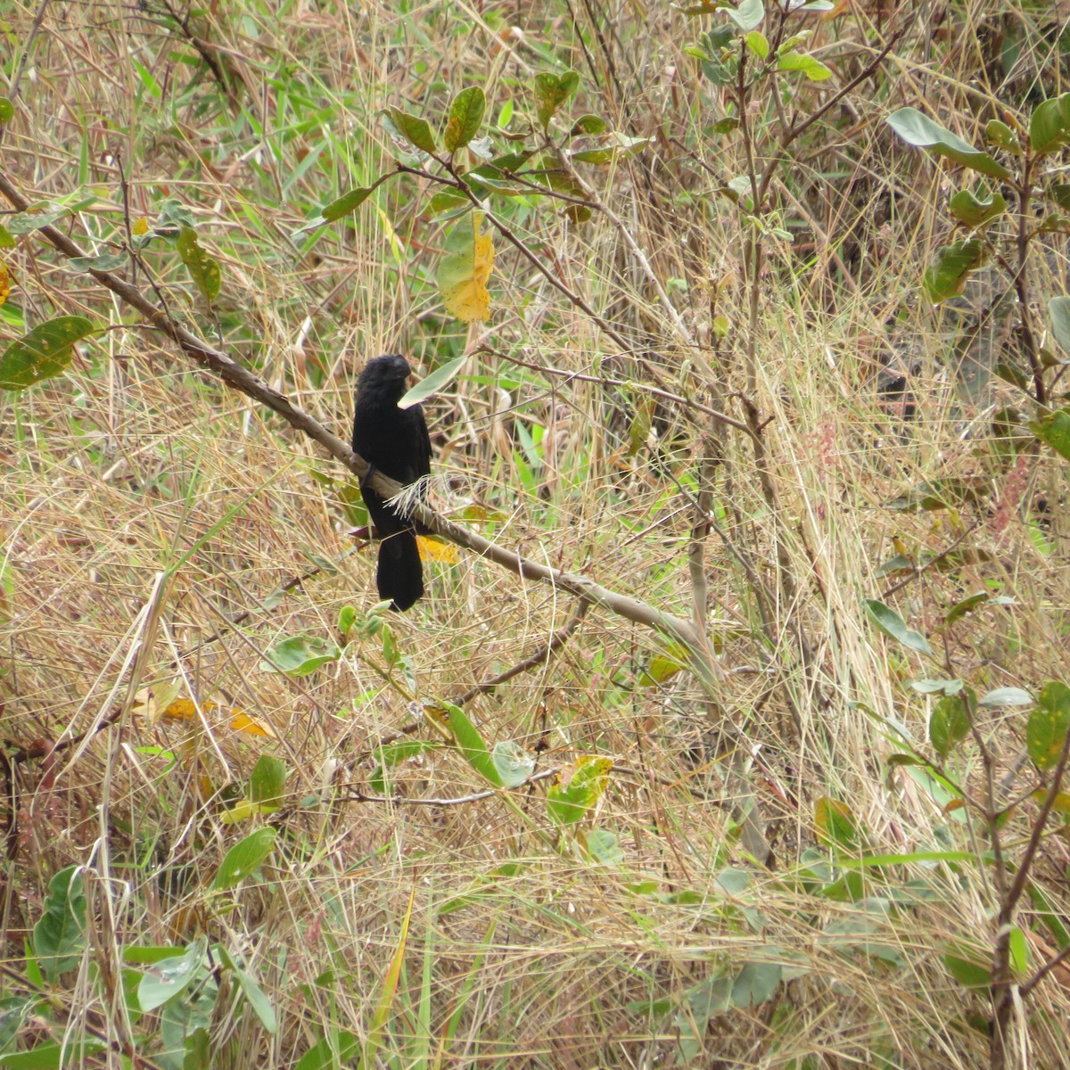 Groove-billed Ani - ML547011441