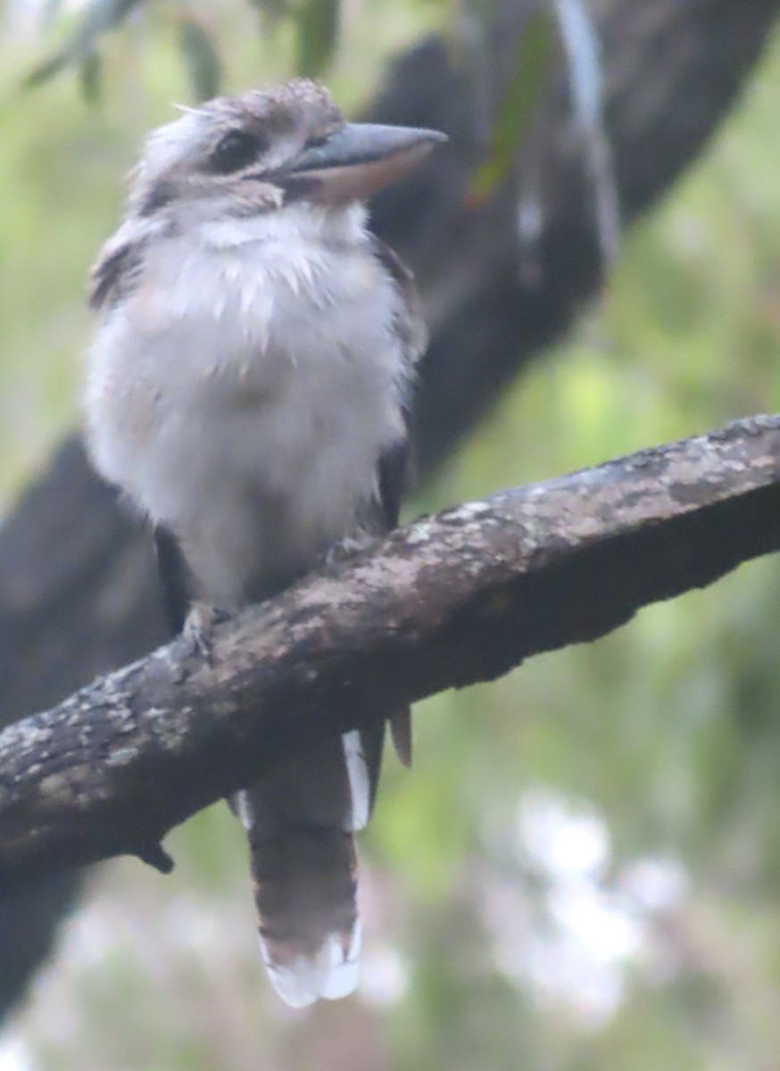 Laughing Kookaburra - ML547011951