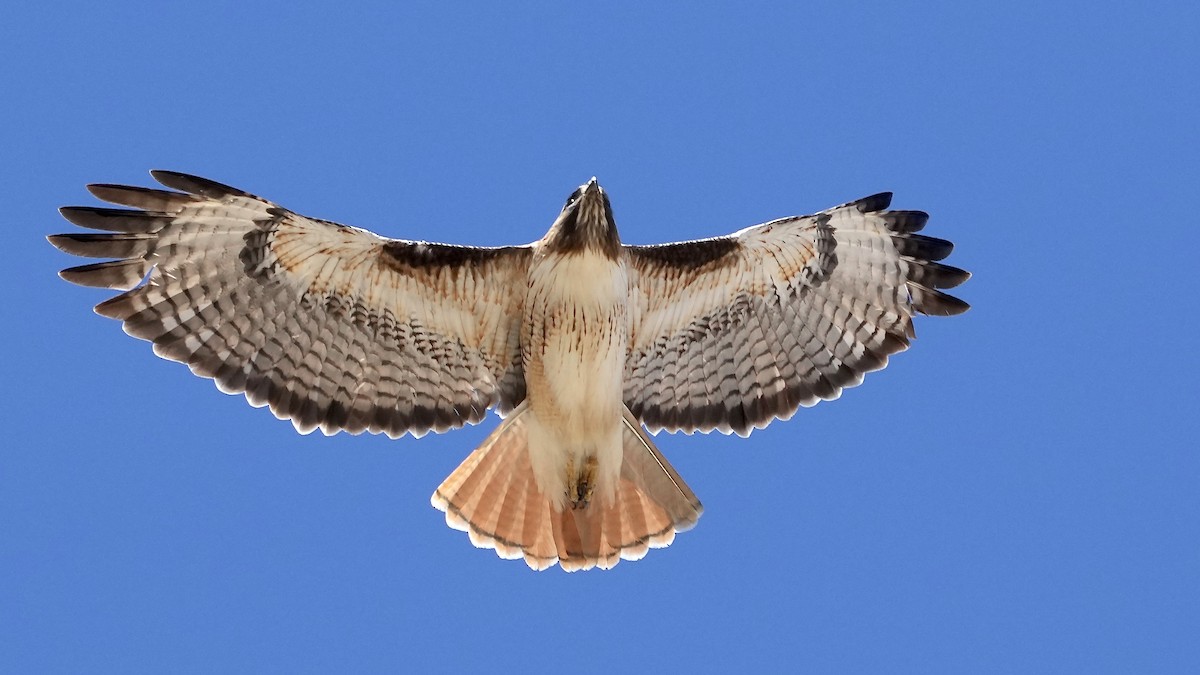 Red-tailed Hawk - ML547012361