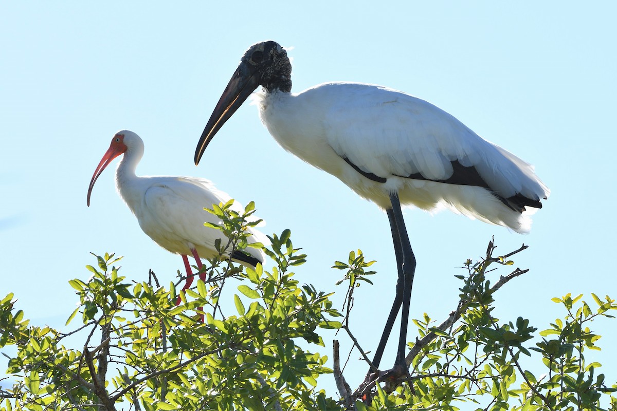 Wood Stork - ML547012661