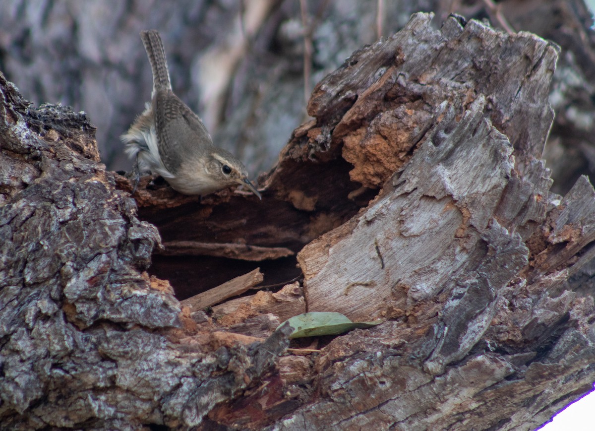 Socorro Wren - Gabriel Vessi