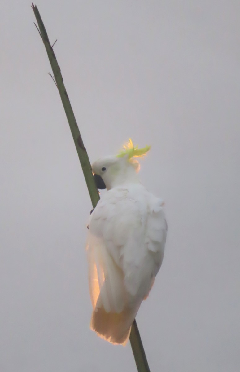 Sulphur-crested Cockatoo - Paul Dobbie