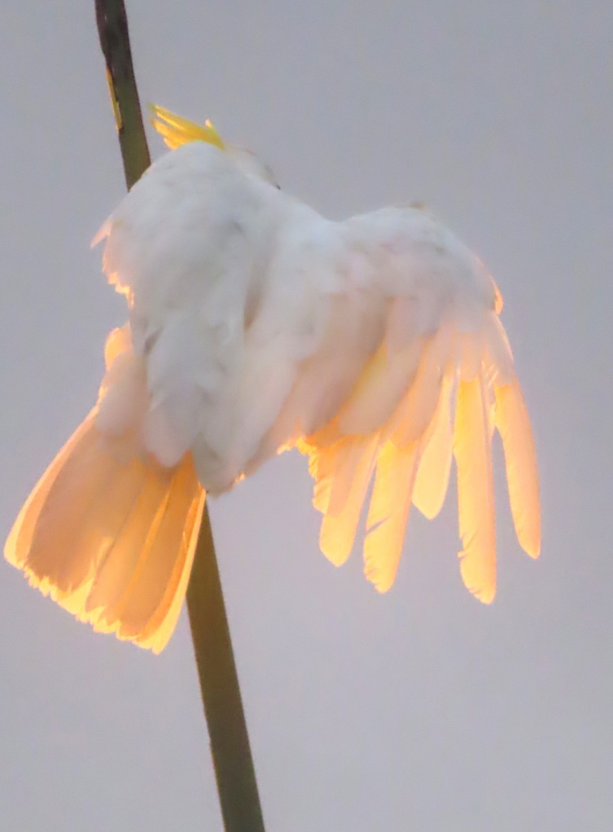 Sulphur-crested Cockatoo - ML547013841